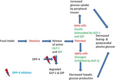 dpp4 para diabetes mellitus dpp4 para diabetes mellitus